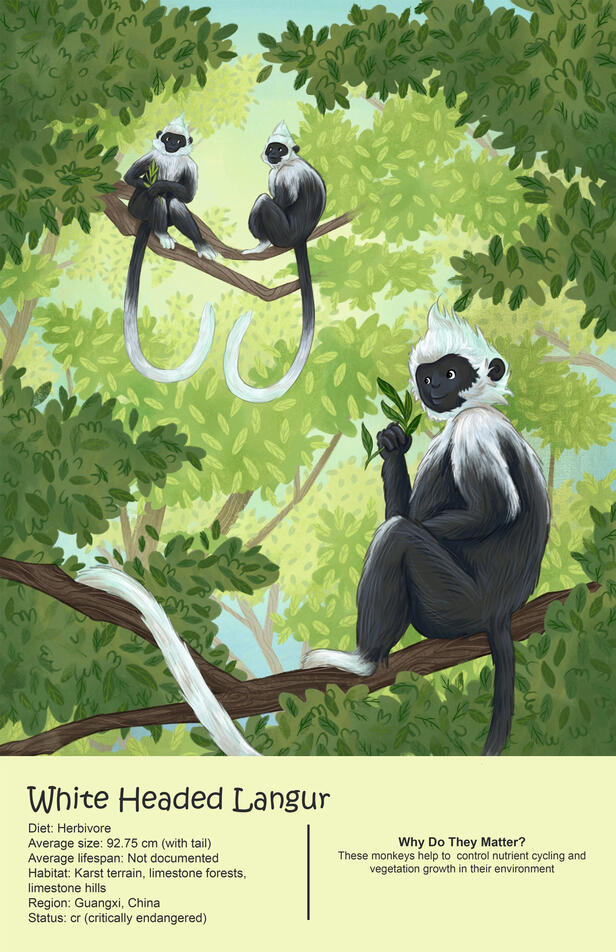 White Headed Langur