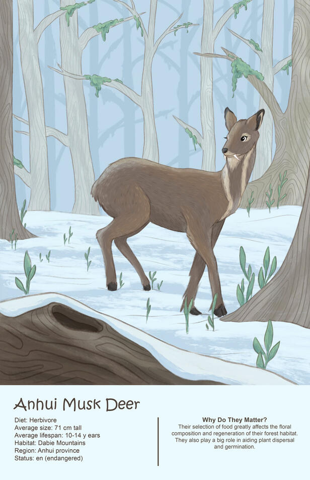 Anhui Musk Deer